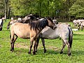 * Nomination Dülmen wild horses at the wild horse track in Merfeld, Dülmen, North Rhine-Westphalia, Germany --XRay 03:18, 15 May 2023 (UTC) * Promotion  Support Good quality.--Agnes Monkelbaan 04:12, 15 May 2023 (UTC)