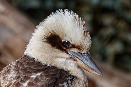 Portrait of a Laughing kookaburra; Karlsruhe Zoo, Karlsruhe, Germany.