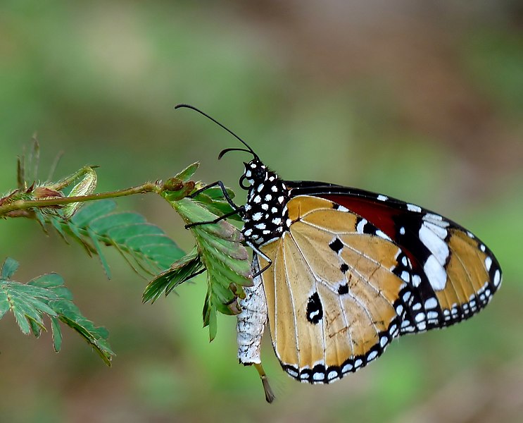 File:Danaus chrysippus male by kadavoor.JPG