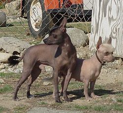 At bygge Hele tiden Den anden dag Mexicansk hårløs hund - Wikipedia, den frie encyklopædi