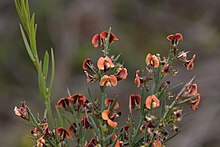 Subspecies incarnata in the Mount Billy Conservation Park, South Australia Daviesia ulicifolia incarnata.jpg