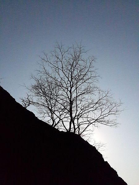 File:Dead Tree Silhouette.jpg