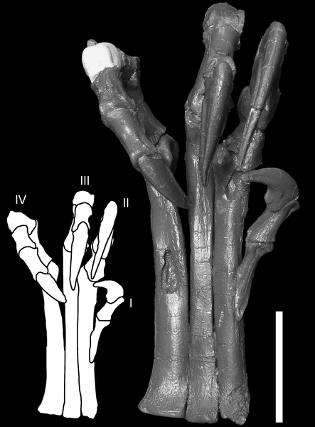 File:Deinonychus foot flexion.png