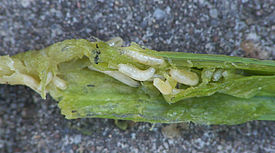 Delia antiqua maggots at Allium porrum , uienvlieg maden op prei.jpg
