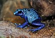 138 Commons:Picture of the Year/2011/R1/Dendrobates azureus qtl1.jpg