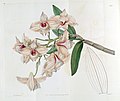 Dendrobium moschatum (as syn. Dendrobium cupreum) plate 1779 in: Edwards's Bot. Register (Orchidaceae), vol. 21, (1836)