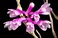 Dendrobium rindjaniense