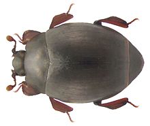 Dendrophilus pygmaeus (Linné, 1758) (4134136588) .jpg