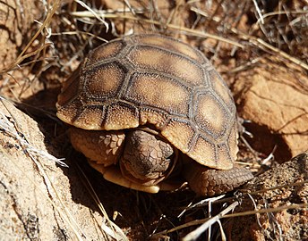 Desert tortoise hatchling