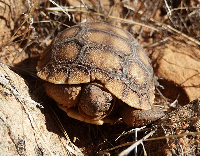 File:Desert_Tortoise_hatchling.jpg