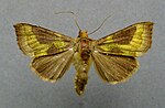 Thumbnail for Diachrysia stenochrysis