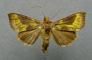 <i>Diachrysia stenochrysis</i> Species of moth