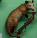 Miniatuur voor Bestand:Didelphis marsupialis richmondi.png