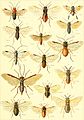 Die insekten Mitteleuropas insbesondere Deutschlands (1914-(26)) (20935587561).jpg
