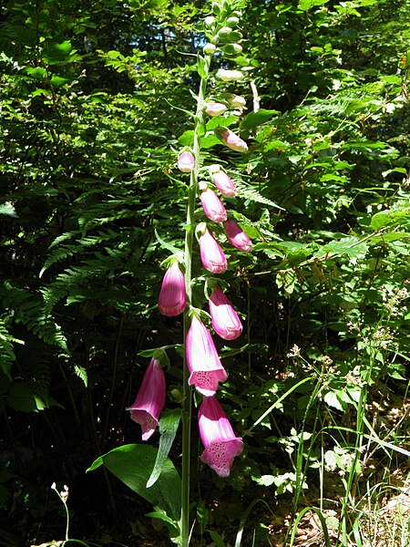 File:Digitale pourpre (Digitalis purpurea) (5).jpg