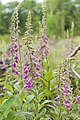 Digitalis purpurea, Callander