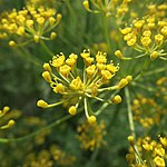 Dill1 (cropped).jpg