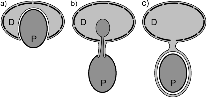 File:Dinoflagellate feeding types.png