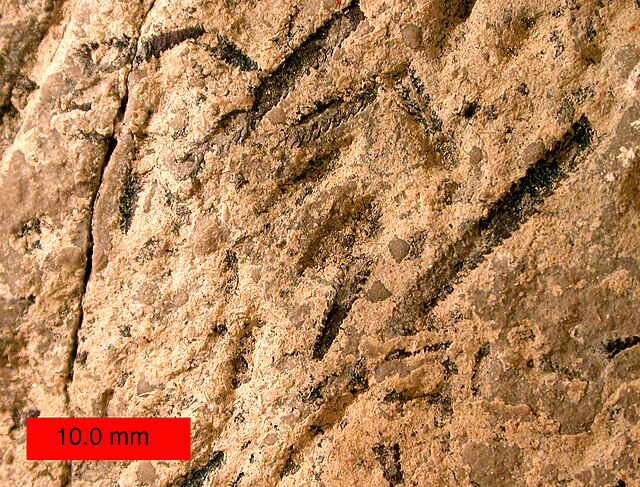 Amplexograptus, a graptolite hemichordate, from the Ordovician near Caney Springs, Tennessee.