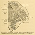 Diseases of women. A clinical guide to their diagnosis and treatment (1899) (14745241016).jpg