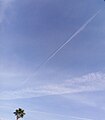 Contrail and distrail on a cirrostratus nebulosus cloud