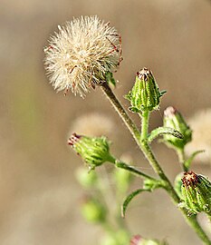 Dittrichia graveolens flower (23).jpg