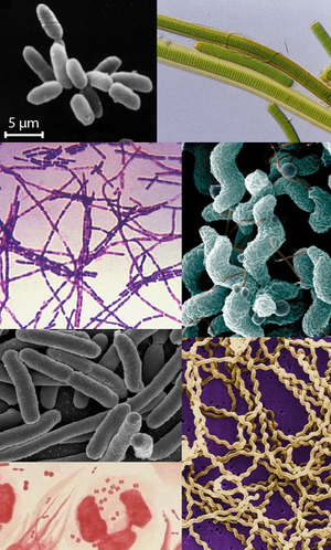 Microbiologia Celulas Procariotas Wikilibros