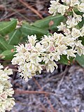 Thumbnail for Eriogonum tomentosum