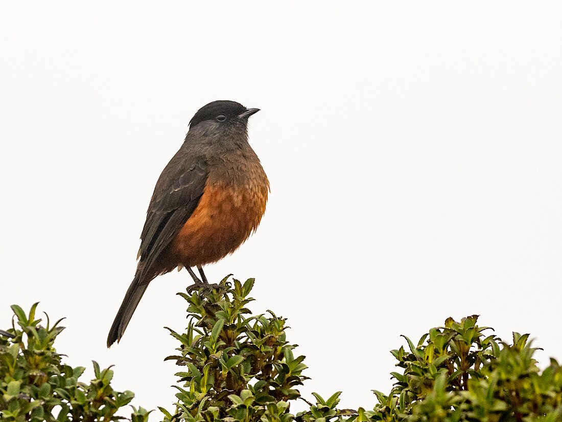 Kastanjebuikcotinga