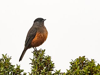 <span class="mw-page-title-main">Chestnut-bellied cotinga</span> Species of bird