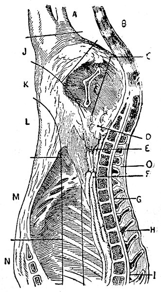 File:Domowe wędliny p010 grafika 2.jpg