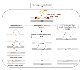 Figure 4. Double-strand break repair models that act via homologous recombination Double-strand break repair models that act via homologous recombination.png