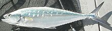 Doublespotted queenfish Doublespotted queenfish 2.jpg