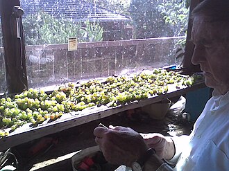 Like many Muscat varieties, Moscato Giallo are often left to dry after harvest to produce sweet passito-style dessert wines. Drying muscats.jpg