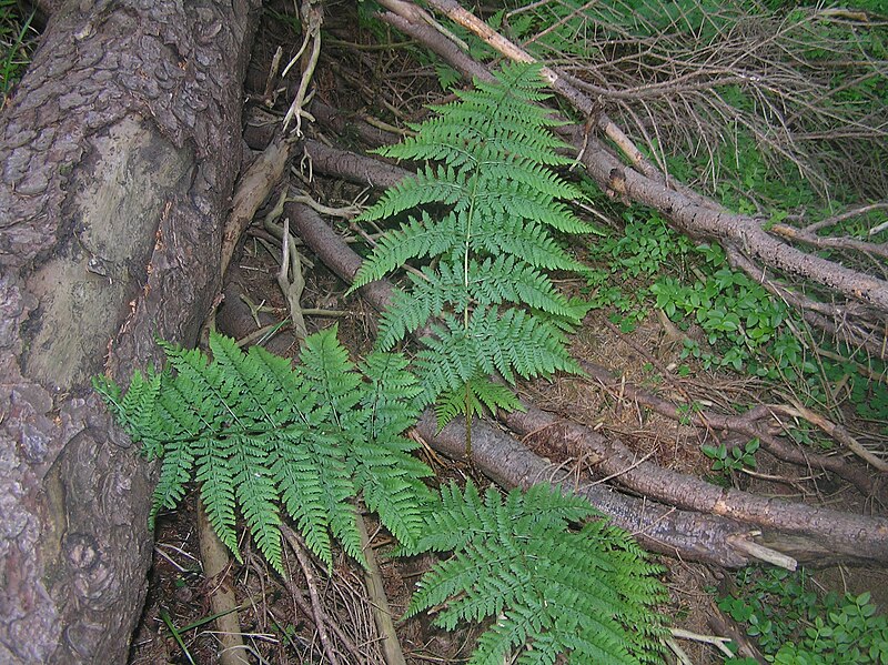 File:Dryopteris expansa2.JPG