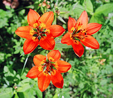 Western wood lily (above) DwWesternwoodlily2.jpg