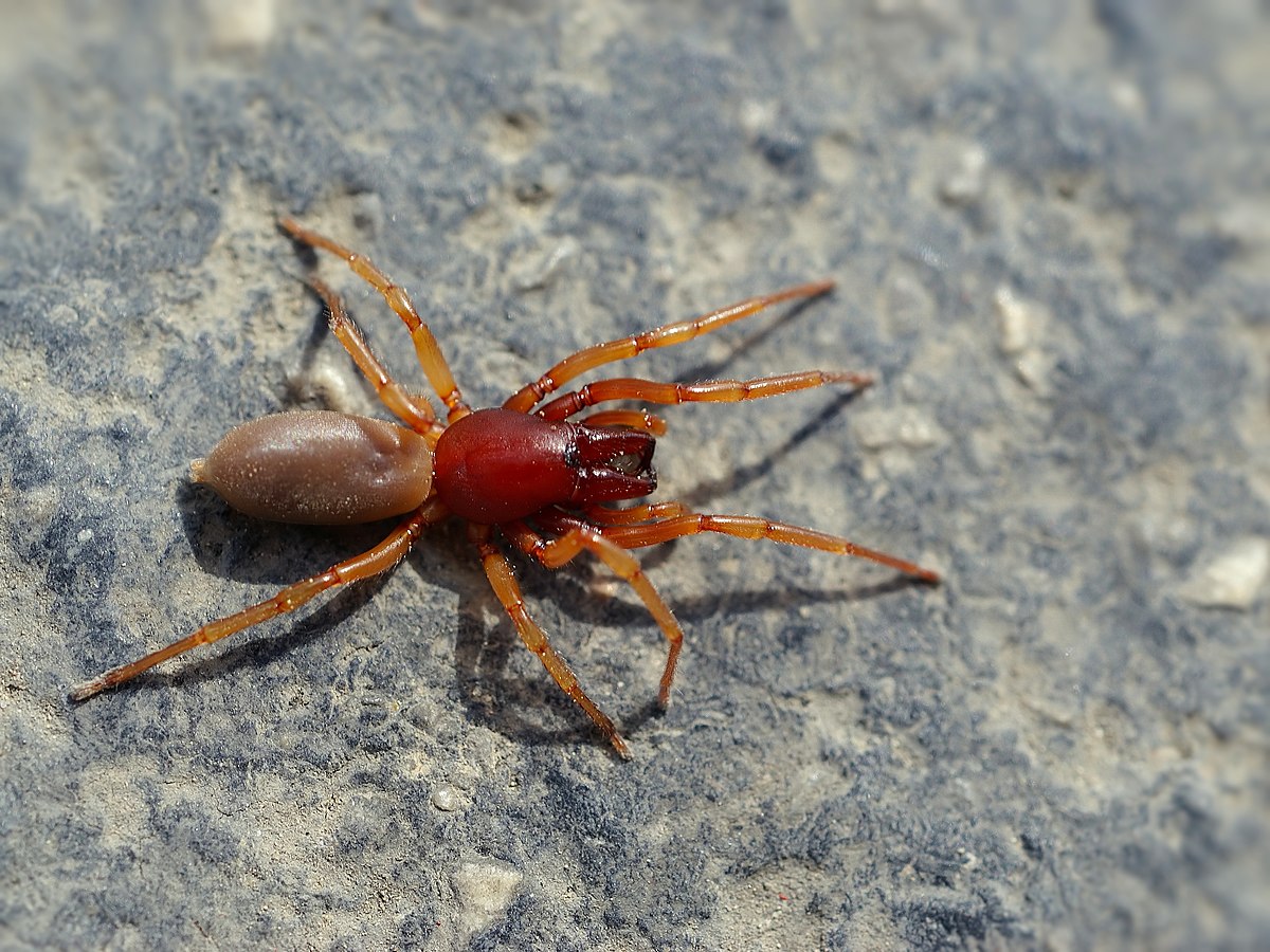 ワラジムシを食べるクモ イノシシグモ だんだんダンゴムシ