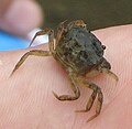 Crabe de boue (Dyspanopeus sayi) près de la rivière Kouchibouguacis