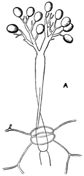 File:EB1911 Fungi - Peronospora parasitica - Conidiophore with conidia.jpg