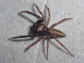 <i>Akela</i> (spider) Genus of spiders