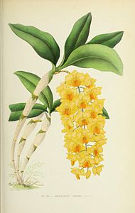 plate 16 Dendrobium guibertii