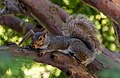 Image 646Eastern gray squirrel (Sciurus carolinensis) on a tree branch, Harvard Yard, Cambridge, Massachusetts, US