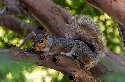 Eastern gray squirrel (Sciurus carolinensis) on a tree branch, Harvard Yard, Cambridge, Massachusetts, US