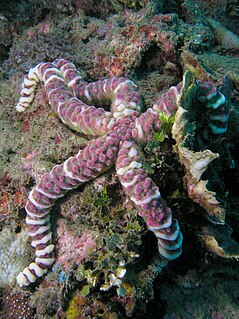 <i>Echinaster callosus</i> Species of starfish