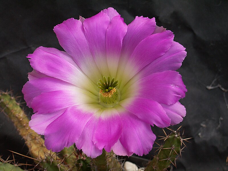 Fil:Echinocereus pentalophus procumbens.JPG