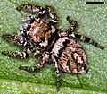 Habronattus carolinensis female