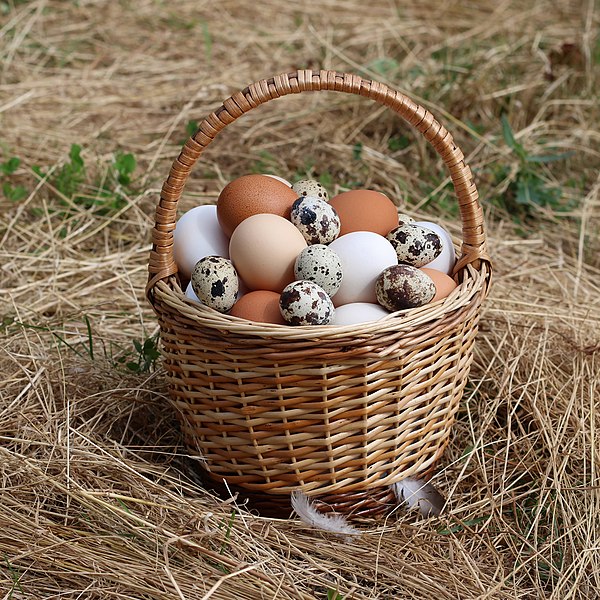 Collected chicken eggs and quail eggs in a wicker basket