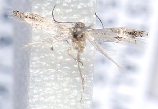 <i>Elachista zophosema</i> Species of moth