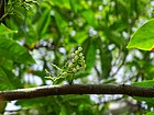 Elaeocarpus ganitrus 07.jpg
