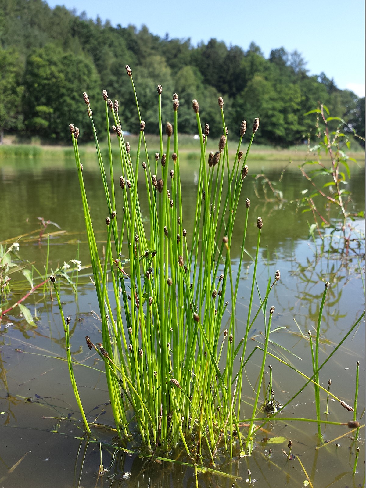 eleocharis ovata